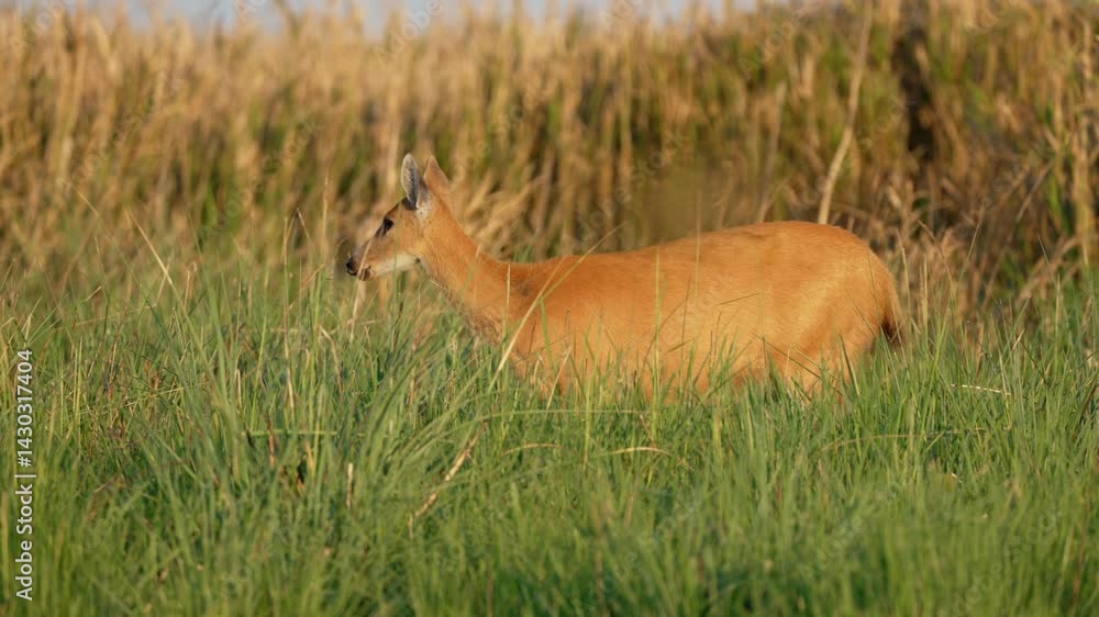 Marsh deer stands alert in tall grass, faces the camera then turns and walks away in Ibera National Park, Corrientes, Argentina Marsh deer stands alert in tall grass, faces the camera then turns and walks away in Ibera National Park, Corrientes, Argentina