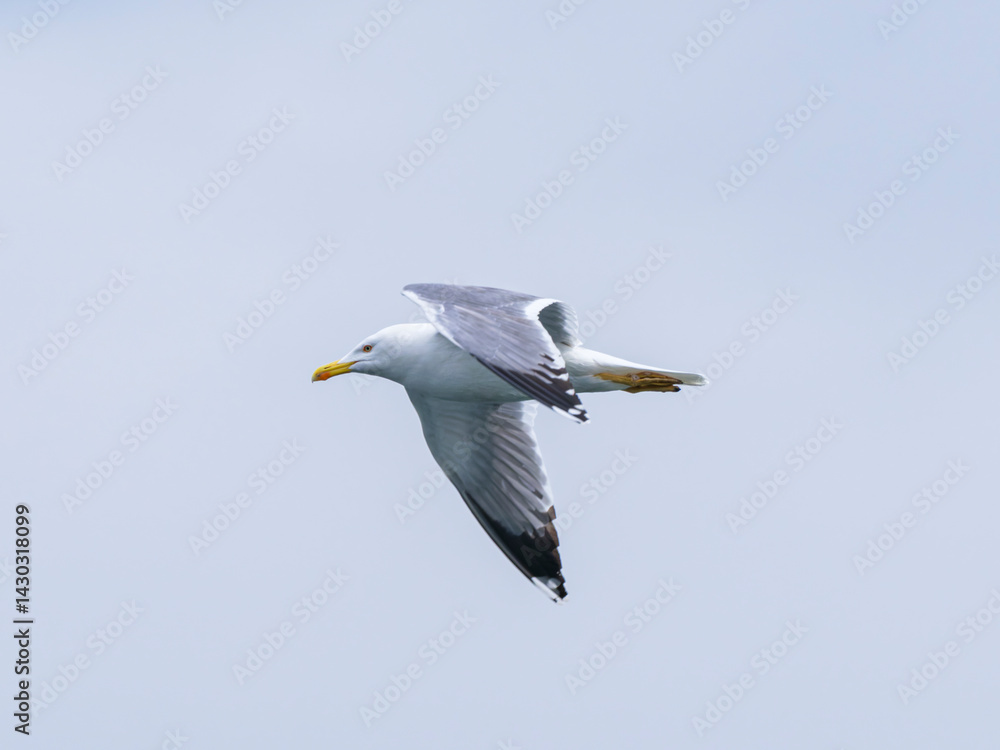 Fototapeta premium a beautiful seagull flying in the sky