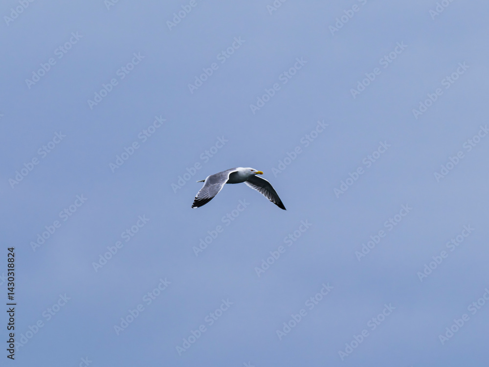a beautiful seagull flying in the sky a beautiful seagull flying in the sky