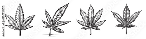 Detailed Botanical Illustration of Various Cannabis Leaf Designs, vintage retro hipster logo design, vector illustration, engraving design