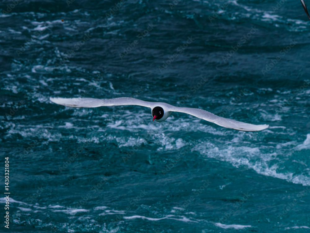 Obraz premium seagull flying over the sea