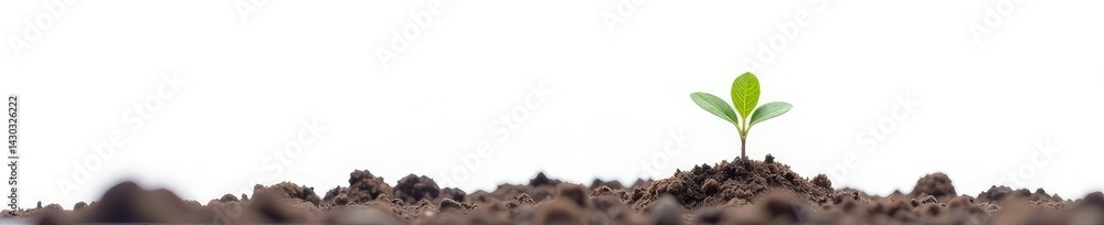 Large isolated tree seedling growing in the soil on white background, plant life, greenery, leaves Large isolated tree seedling growing in the soil on white background, plant life, greenery, leaves