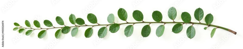 Naklejka premium Long eucalyptus branches with greenery isolated on white background, branch, leaves, fresh