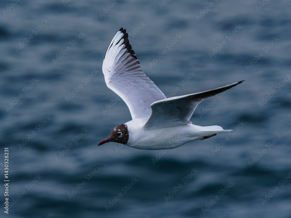 Fototapeta premium seagull flying over the sea