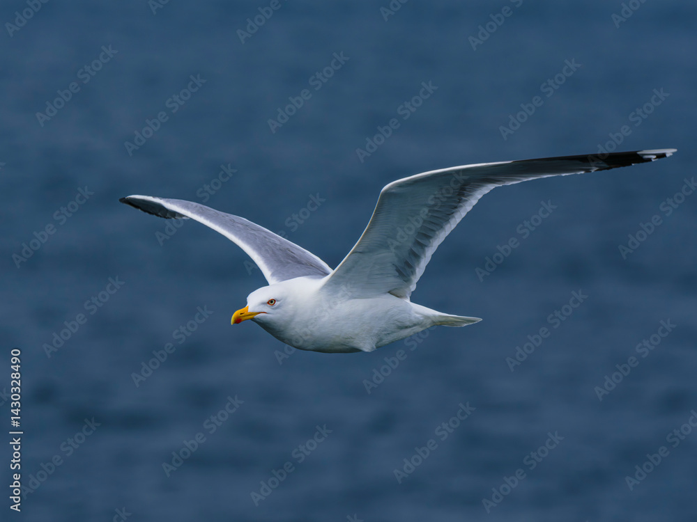 Naklejka premium seagull flying over the sea