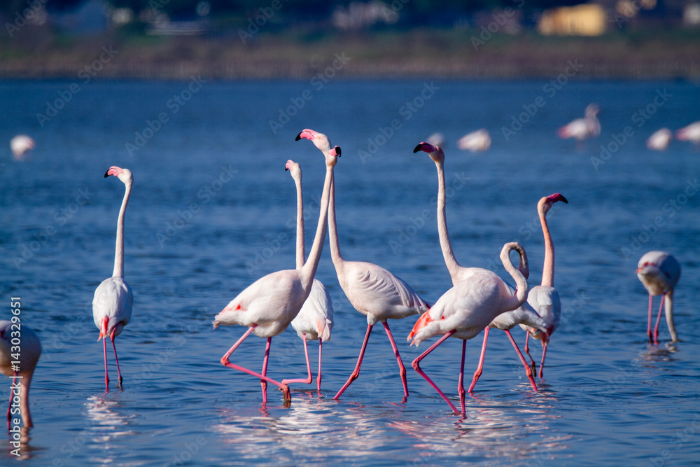 pink flamingo comacchio valleys nature reserve pink flamingo comacchio valleys nature reserve