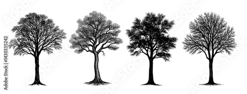 Trees Botanical Engraving Vintage Black and White Illustration