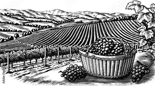 Vineyard Landscape with Harvested Grapes in a Basket against Rolling Hills black and white vintage illustration