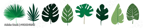 Diverse tropical leaves illustration, isolated vector set