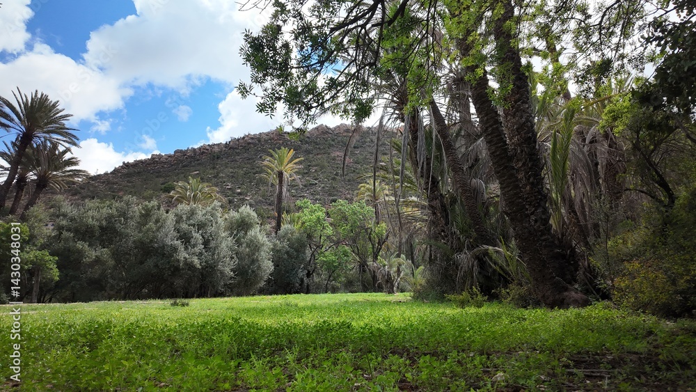 Fototapeta premium Tropical Vegetation and Palm Trees in Aqsseri Agadir, Moroccan Highlands 