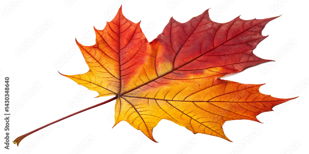 Autumn Maple Leaf: A vibrant maple leaf displays its autumnal colors of red, orange, and yellow, showcasing the beauty of seasonal change. Autumn Maple Leaf: A vibrant maple leaf displays its autumnal colors of red, orange, and yellow, showcasing the beauty of seasonal change.