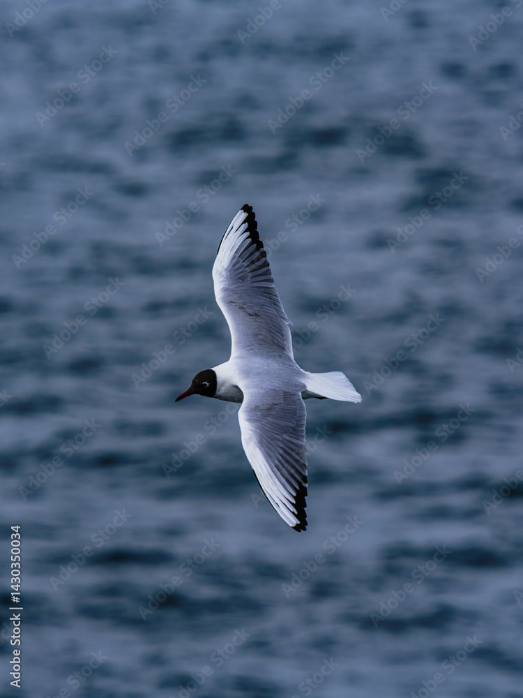 seagull flying over the sea seagull flying over the sea