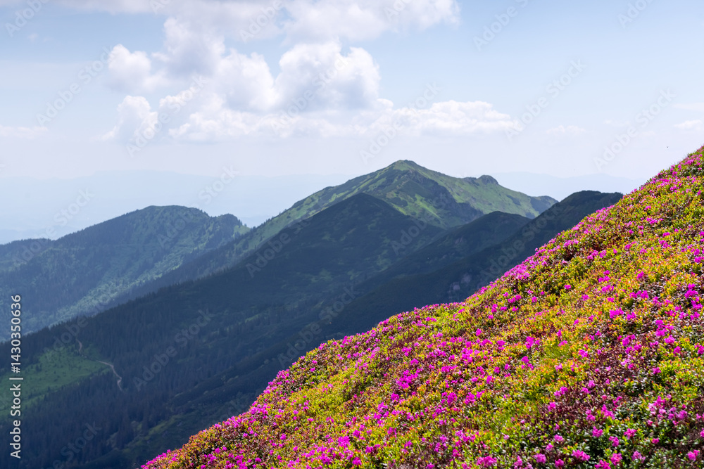Obraz premium Vibrant rhododendrons covering the mountain meadows in spring, creating a stunning landscape view. Carpathian mountains. Landscape photography