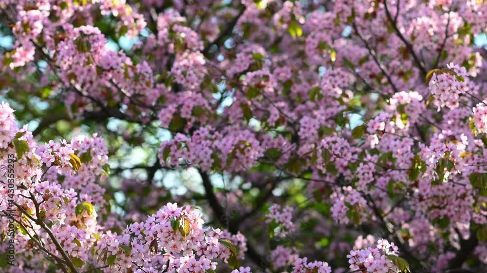 Blooming sakura trees in a spring park, branches full of delicate pink flowers, soft sunlight and peaceful seasonal atmosphere Blooming sakura trees in a spring park, branches full of delicate pink flowers, soft sunlight and peaceful seasonal atmosphere