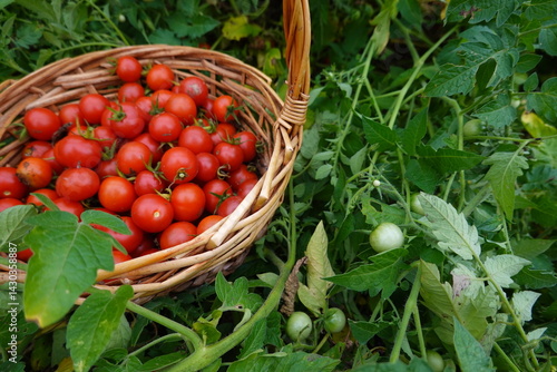 Photography Wicker basket overflowing with freshly picked cherry tomatoes in garden