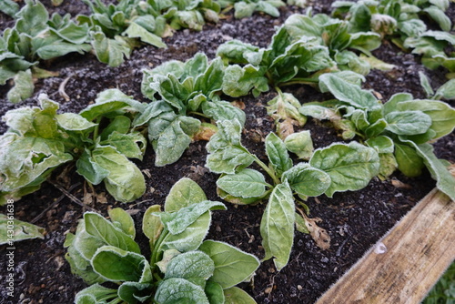 Frost covering spinach plants growing in garden bed
