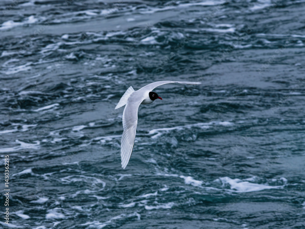 seagull flying over the sea seagull flying over the sea