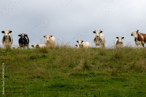 Cows in the Auvergne, France