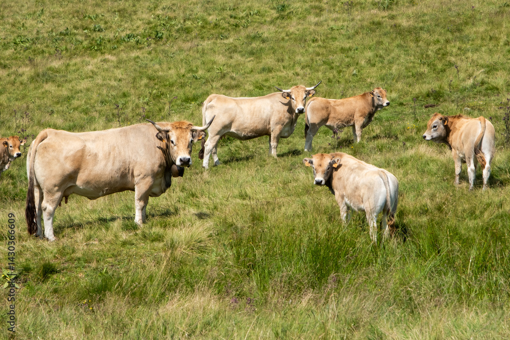cows in the Auvergne cows in the Auvergne