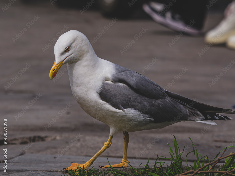 Fototapeta premium a seagull walking on the harbour