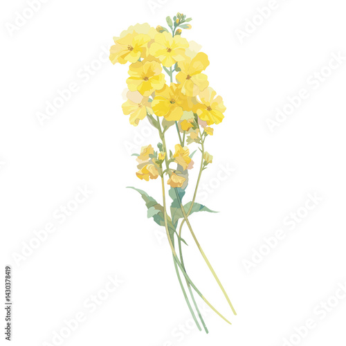 Primrose illustration flowers art vector