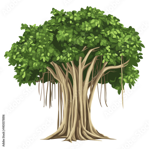 Banyan tree illustration botanical sycamore  vector