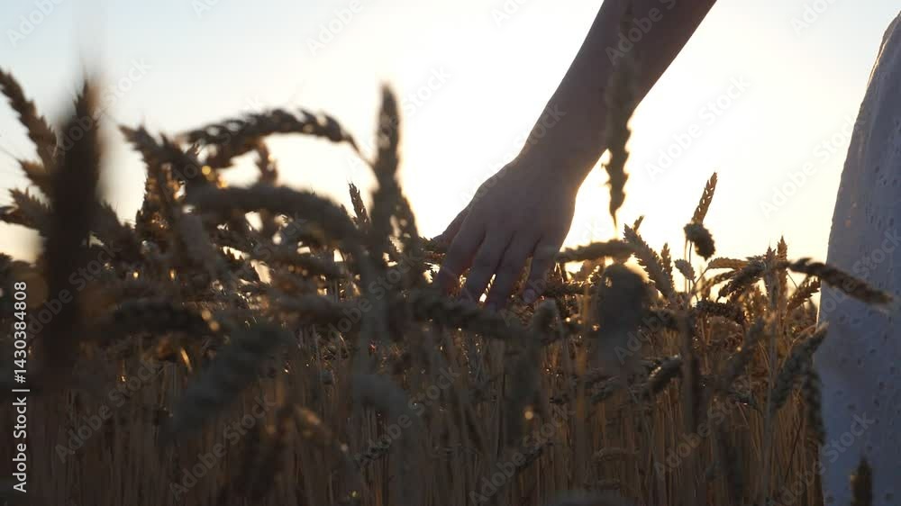 Camera follow to female hand tenderly touching crop ears. Low view on carefree woman in white dress walking among grain field and enjoying summer sunset. Freedom or agricultural concept. Slow mo Camera follow to female hand tenderly touching crop ears. Low view on carefree woman in white dress walking among grain field and enjoying summer sunset. Freedom or agricultural concept. Slow mo