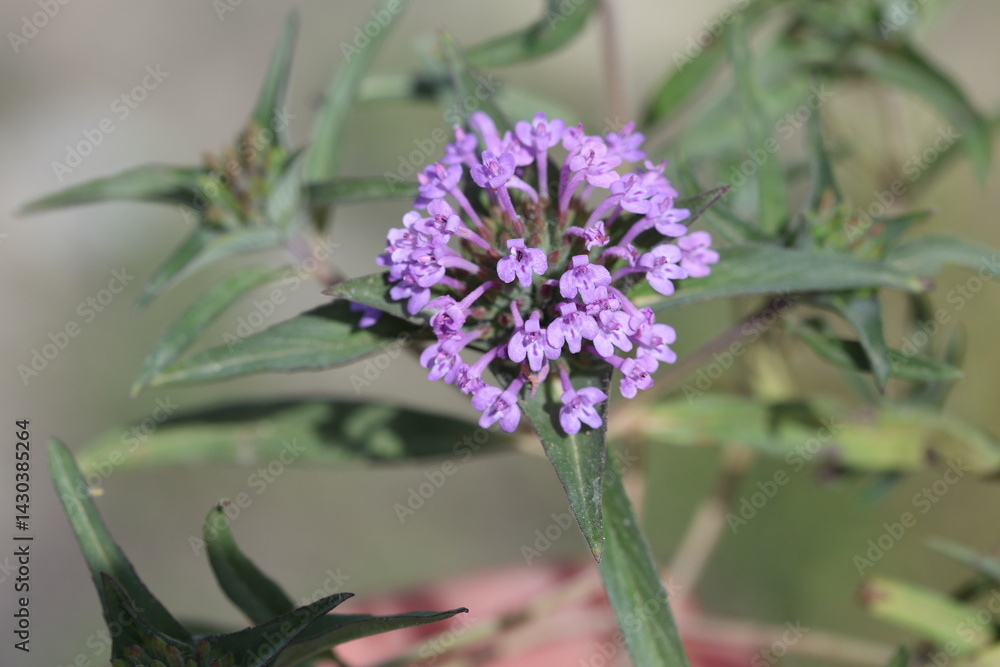 A Field basil (Ziziphora capitata) flower in spring A Field basil (Ziziphora capitata) flower in spring