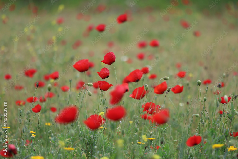 Obraz premium poppy field in spring time 