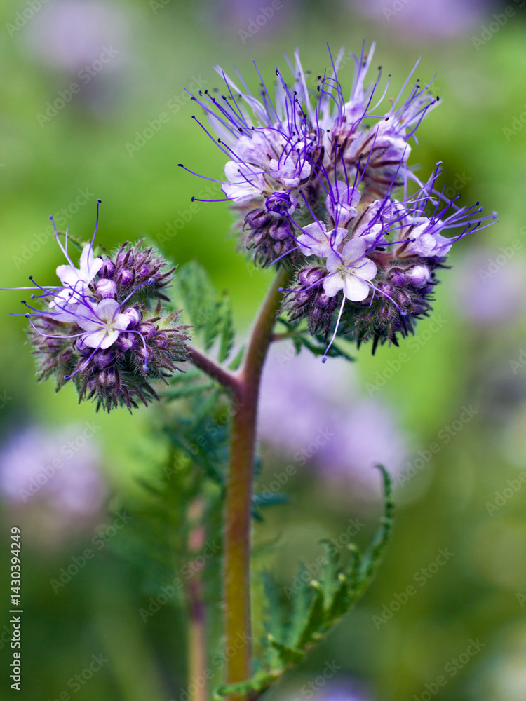 Fototapeta premium Closeup of Phacelia Tanacetifolia or Scorpionweed flower