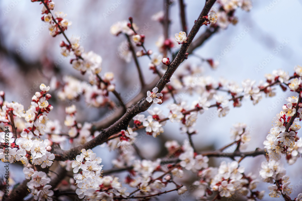 beautiful photos of spring, blooming trees in the garden beautiful photos of spring, blooming trees in the garden