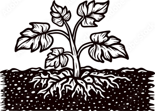 of a plant with detailed roots growing in soil, depicting nature and growth.