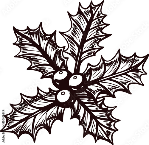 Detailed black and white holly with three berries and spiked leaves.