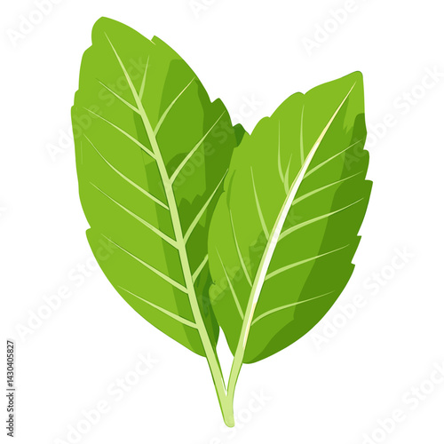 Culinary mint leaf Icons leaves herbs illustration vector