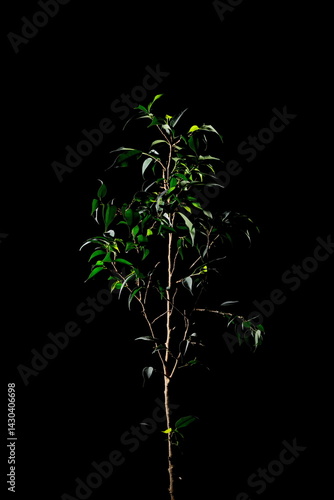 green tree isolated on black