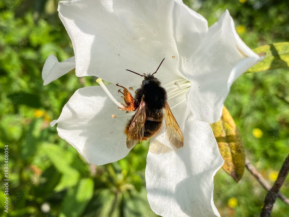Hairy-Footed Flower Bee Gathering Pollen from White Flower
