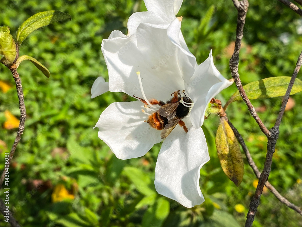 Hairy-Footed Flower Bee Gathering Pollen from White Flower