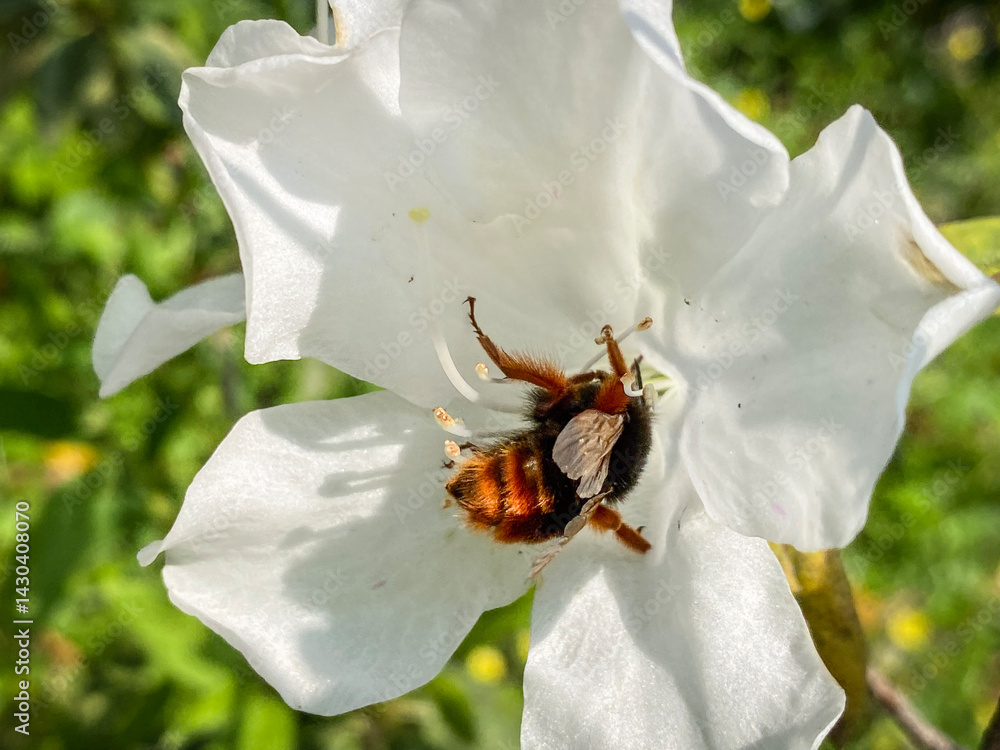 Hairy-Footed Flower Bee Gathering Pollen from White Flower