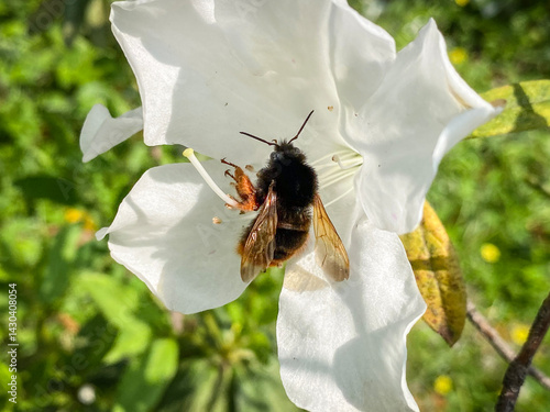 Obraz na płótnie Hairy-Footed Flower Bee Gathering Pollen from White Flower w salonie