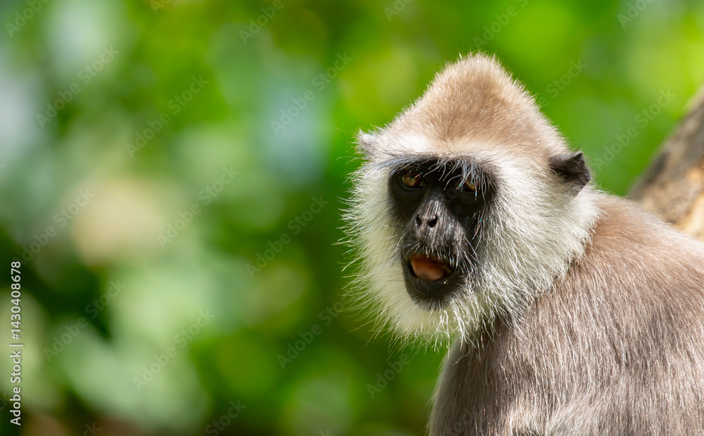 Fototapeta premium Gray hanuman langurs on a tree. Monkeys in the wild in the jungles of Sri Lanka. Troop of monkeys on trees. Wildlife scene with wild animals.
