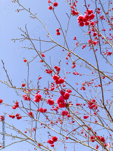 Red Taiwan Cherry Blossoms Against a Blue Sky