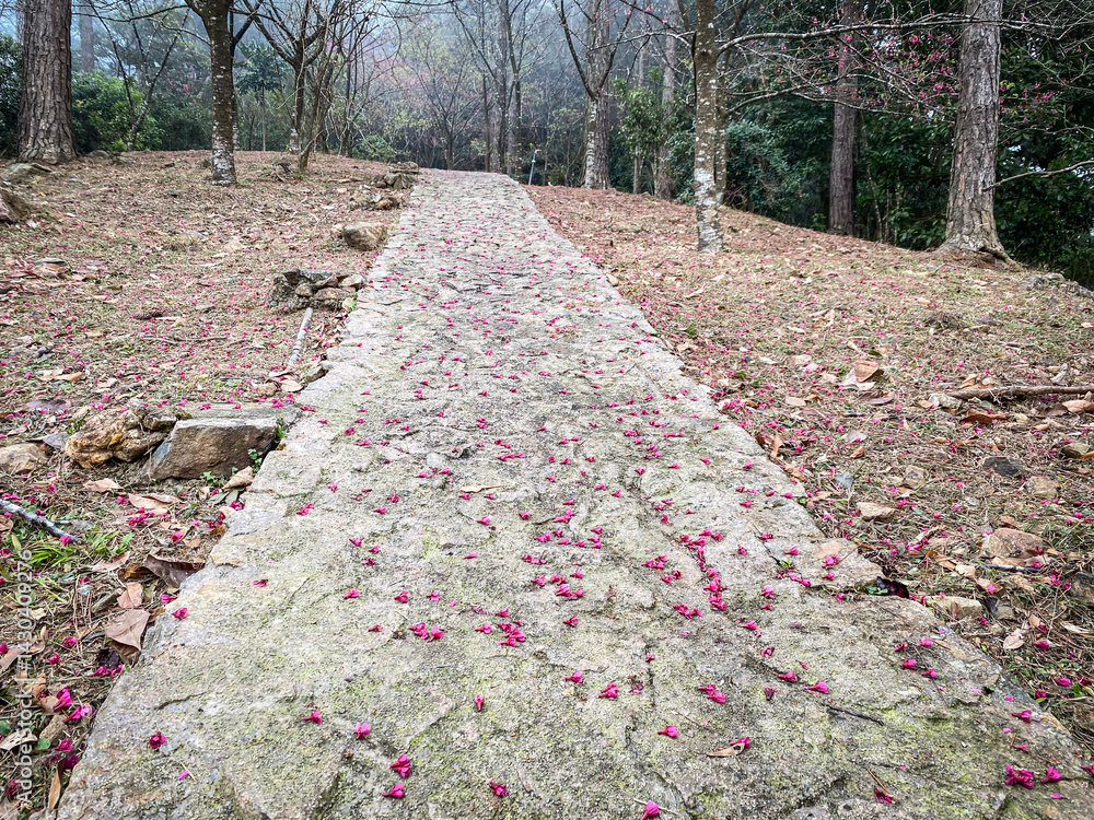 Stone Path Covered in Pink Petals