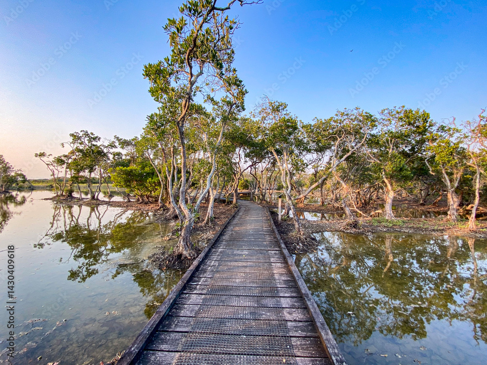 Wooden Path Through Mangrove Trees with Water Reflection