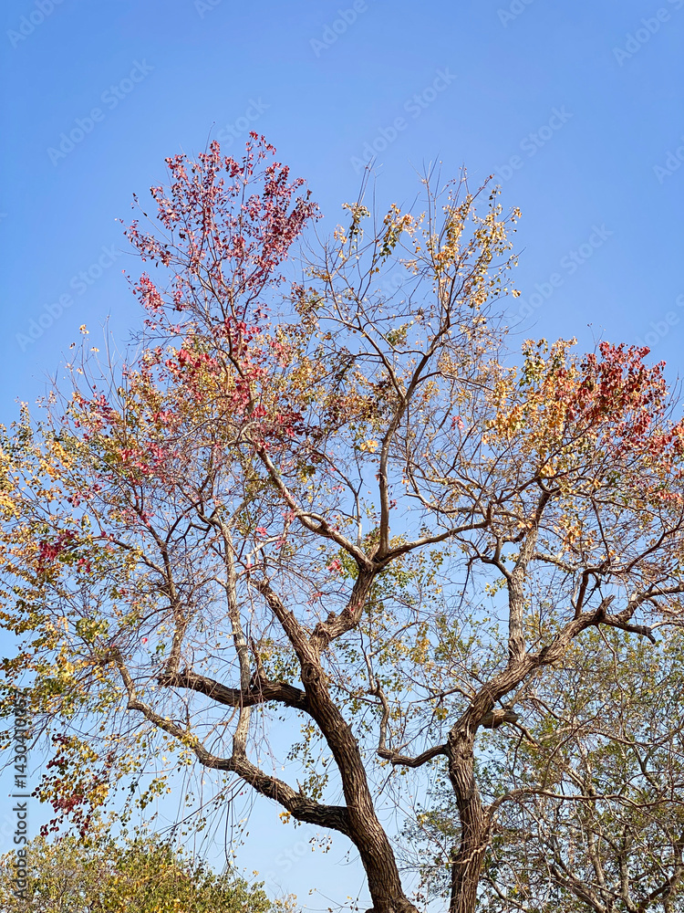 Colorful Autumn Foliage of a Triadica Sebifera Tree Against a Blue Sky