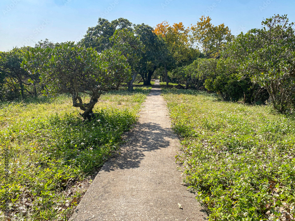 Concrete Path Through Lush Greenery
