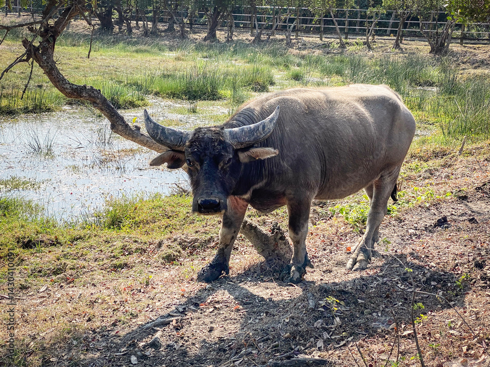 Water Buffalo Standing in Field
