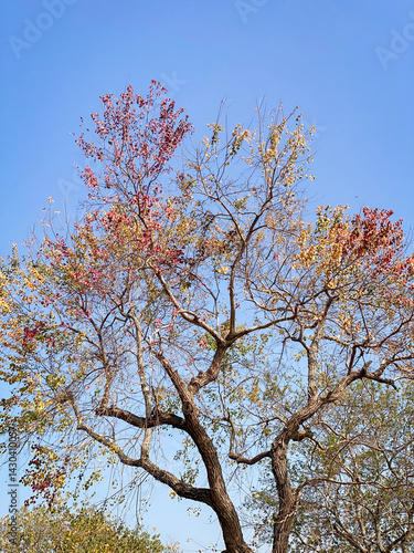 Obraz na płótnie Colorful Autumn Foliage of a Triadica Sebifera Tree Against a Blue Sky w salonie