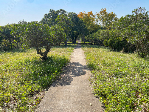 Obraz na płótnie Concrete Path Through Lush Greenery w salonie