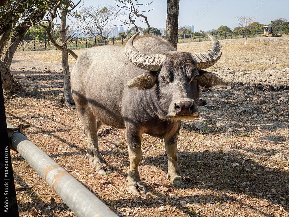 Water Buffalo Standing in Field