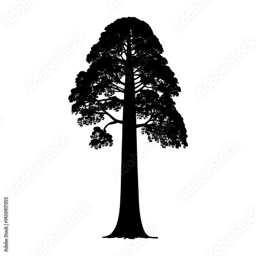 Tall American redwood tree silhouette illustration black vector